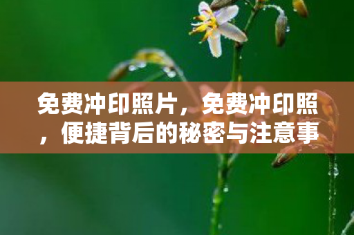免费冲印照片，免费冲印照，便捷背后的秘密与注意事项