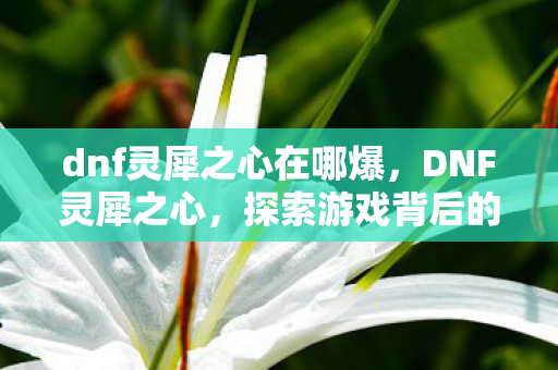 dnf灵犀之心在哪爆，DNF灵犀之心，探索游戏背后的深层意义