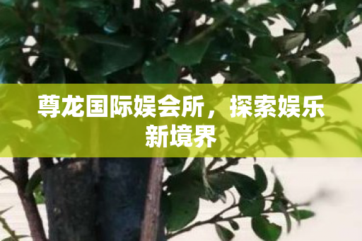 尊龙国际娱会所，探索娱乐新境界