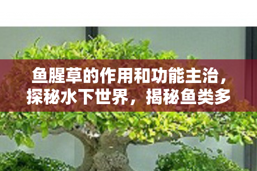 鱼腥草的作用和功能主治，探秘水下世界，揭秘鱼类多样性的奥秘