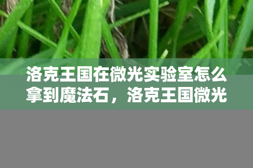 洛克王国在微光实验室怎么拿到魔法石，洛克王国微光实验室探索之旅