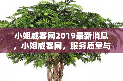 小姐威客网2019最新消息，小姐威客网，服务质量与用户体验的深度剖析