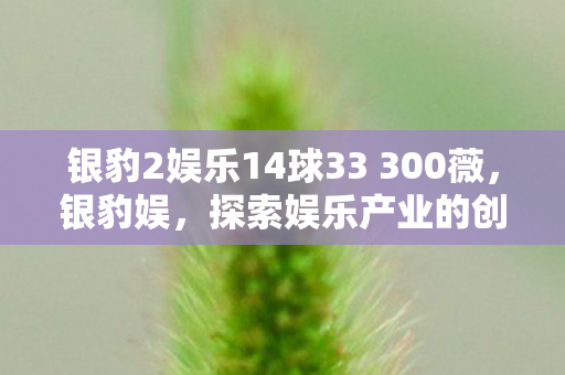 银豹2娱乐14球33 300薇，银豹娱，探索娱乐产业的创新之路