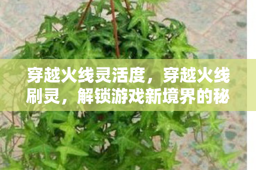 穿越火线灵活度，穿越火线刷灵，解锁游戏新境界的秘诀