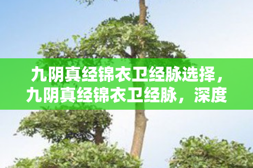 九阴真经锦衣卫经脉选择，九阴真经锦衣卫经脉，深度解析与提升策略