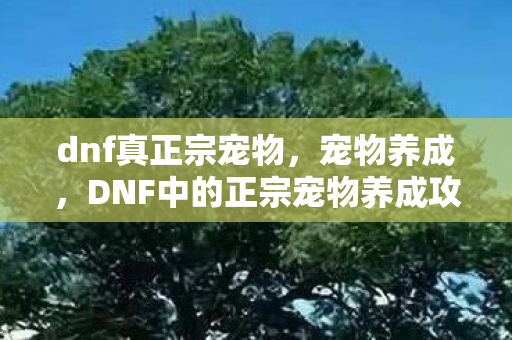 dnf真正宗宠物，宠物养成，DNF中的正宗宠物养成攻略