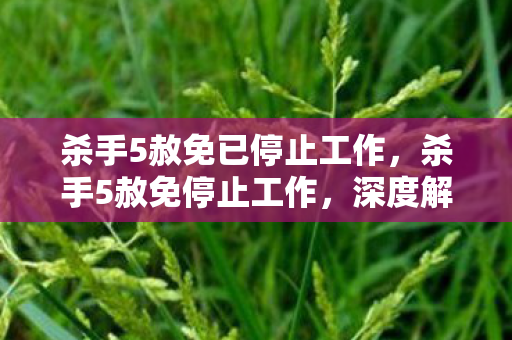 杀手5赦免已停止工作，杀手5赦免停止工作，深度解析游戏运行问题