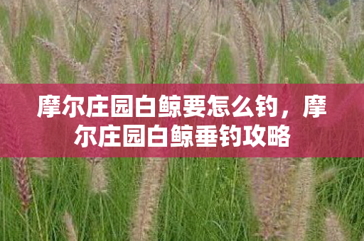 摩尔庄园白鲸要怎么钓，摩尔庄园白鲸垂钓攻略