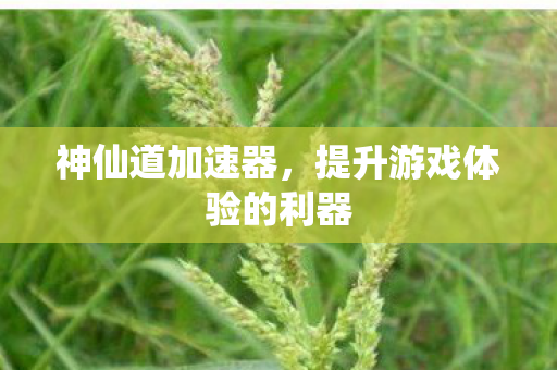 神仙道加速器，提升游戏体验的利器