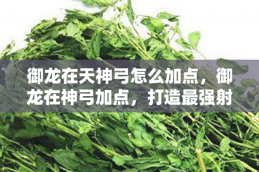 御龙在天神弓怎么加点，御龙在神弓加点，打造最强射手的攻略