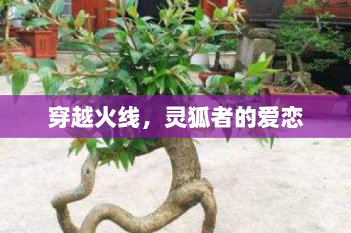 穿越火线，灵狐者的爱恋