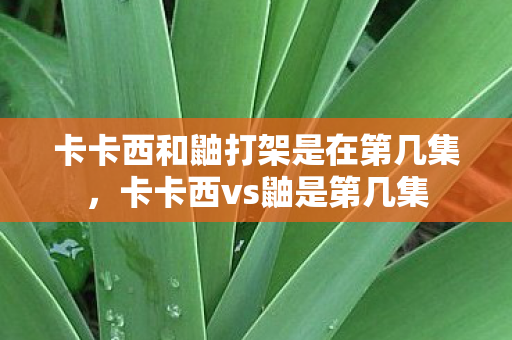 卡卡西和鼬打架是在第几集，卡卡西vs鼬是第几集