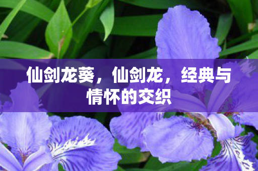 仙剑龙葵，仙剑龙，经典与情怀的交织