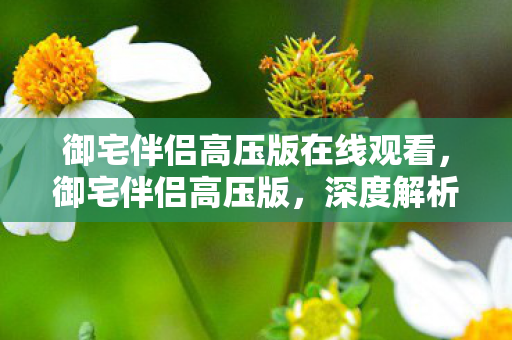 御宅伴侣高压版在线观看，御宅伴侣高压版，深度解析与体验分享