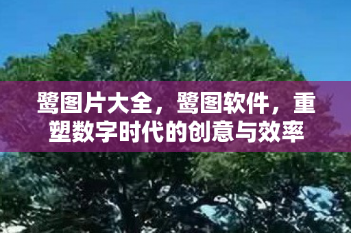 鹭图片大全，鹭图软件，重塑数字时代的创意与效率