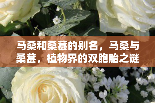 马桑和桑葚的别名，马桑与桑葚，植物界的双胞胎之谜