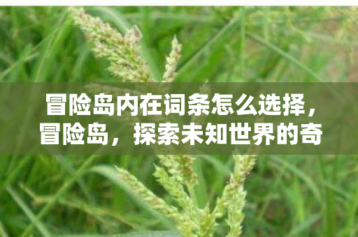 冒险岛内在词条怎么选择，冒险岛，探索未知世界的奇妙之旅