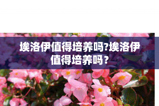 埃洛伊值得培养吗?埃洛伊值得培养吗？