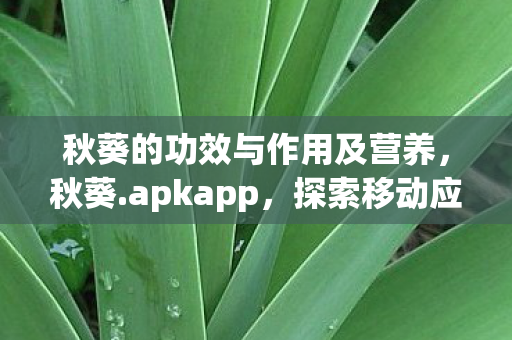 秋葵的功效与作用及营养，秋葵.apkapp，探索移动应用的新世界