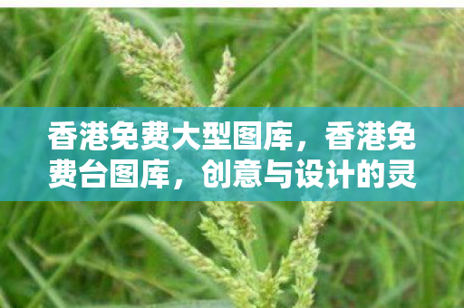 香港免费大型图库，香港免费台图库，创意与设计的灵感源泉