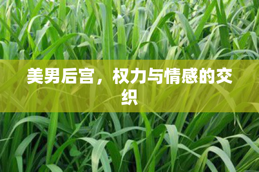美男后宫，权力与情感的交织