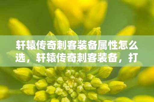 轩辕传奇刺客装备属性怎么选，轩辕传奇刺客装备，打造顶级战斗力的关键