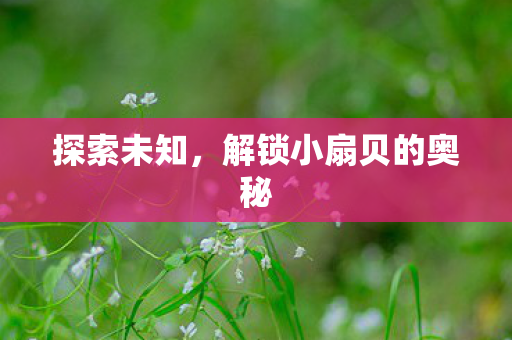 探索未知，解锁小扇贝的奥秘