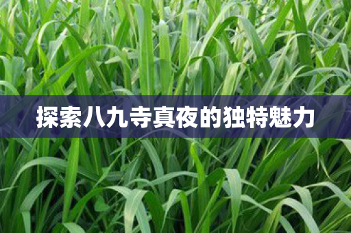 探索八九寺真夜的独特魅力 探索八九寺真夜的独特魅力