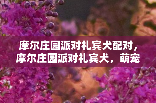 摩尔庄园派对礼宾犬配对，摩尔庄园派对礼宾犬，萌宠新宠，欢乐庄园的派对之星