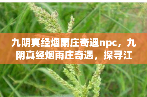 九阴真经烟雨庄奇遇npc，九阴真经烟雨庄奇遇，探寻江湖中的神秘之地