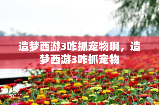 造梦西游3咋抓宠物啊，造梦西游3咋抓宠物