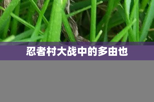 忍者村大战中的多由也