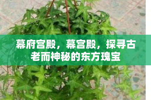 幕府宫殿，幕宫殿，探寻古老而神秘的东方瑰宝