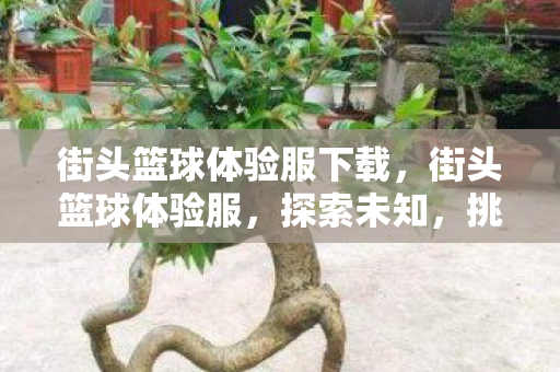 街头篮球体验服下载，街头篮球体验服，探索未知，挑战极限