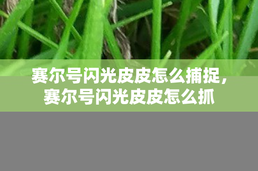 赛尔号闪光皮皮怎么捕捉，赛尔号闪光皮皮怎么抓