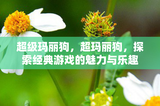 超级玛丽狗，超玛丽狗，探索经典游戏的魅力与乐趣