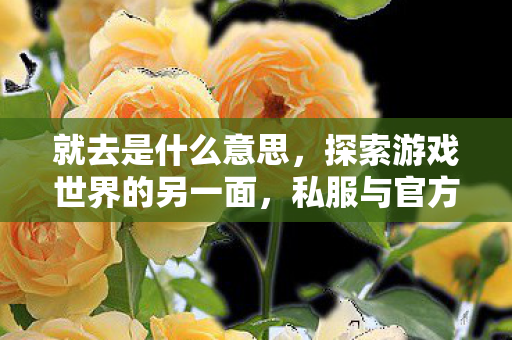 就去是什么意思，探索游戏世界的另一面，私服与官方服务器的独特魅力
