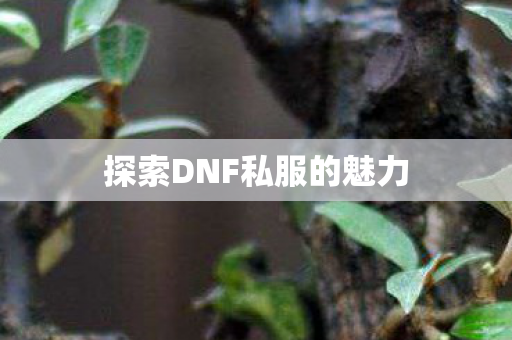 探索DNF私服的魅力