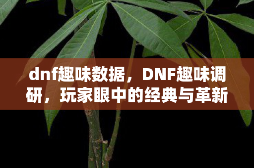 dnf趣味数据，DNF趣味调研，玩家眼中的经典与革新