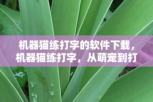 机器猫练打字的软件下载，机器猫练打字，从萌宠到打字高手的奇妙旅程