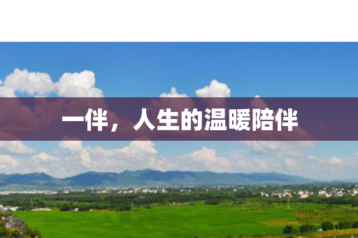 一伴，人生的温暖陪伴