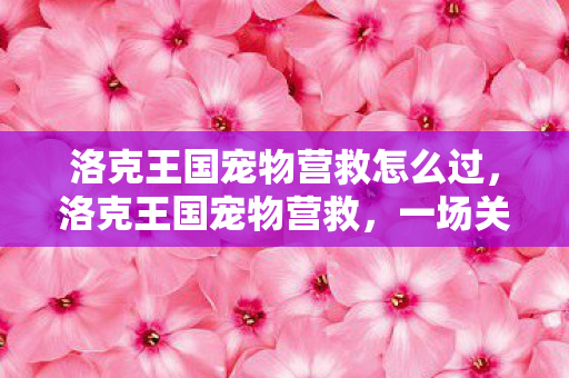 洛克王国宠物营救怎么过，洛克王国宠物营救，一场关于友情与勇气的冒险