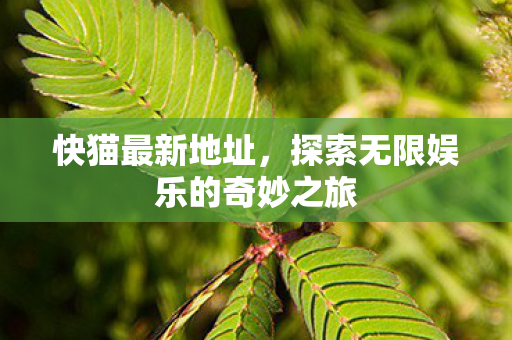 快猫最新地址，探索无限娱乐的奇妙之旅