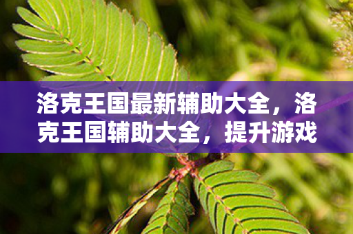 洛克王国最新辅助大全，洛克王国辅助大全，提升游戏效率与乐趣的全方位指南