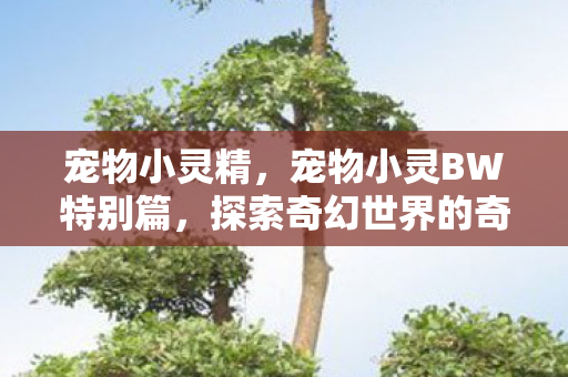 宠物小灵精，宠物小灵BW特别篇，探索奇幻世界的奇妙之旅