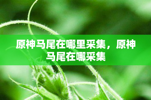 原神马尾在哪里采集，原神马尾在哪采集