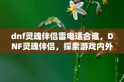 dnf灵魂伴侣雷电适合谁，DNF灵魂伴侣，探索游戏内外的深厚情感纽带