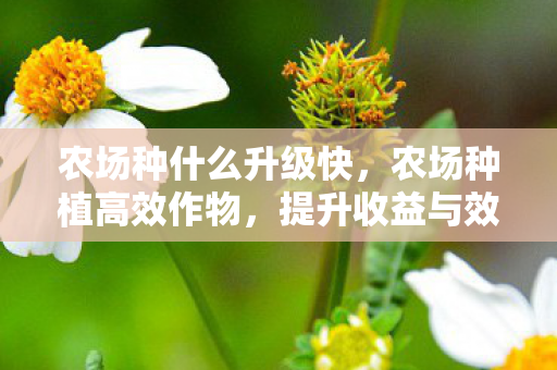 农场种什么升级快，农场种植高效作物，提升收益与效率的秘诀