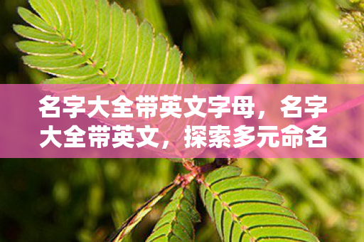 名字大全带英文字母，名字大全带英文，探索多元命名艺术