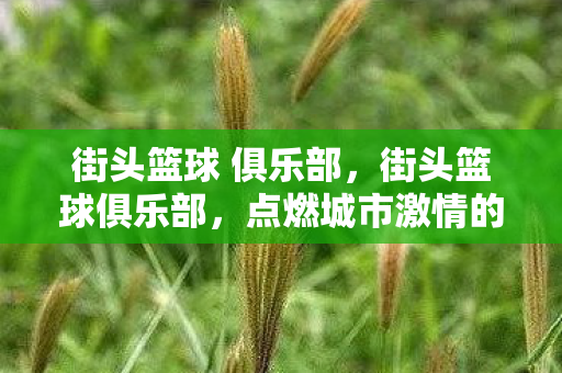 街头篮球 俱乐部，街头篮球俱乐部，点燃城市激情的篮球圣地